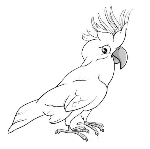 可愛的小鸚鵡簡筆畫圖片_鸚鵡兒童繪畫圖集