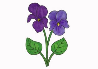 紫羅蘭怎么畫簡單好看